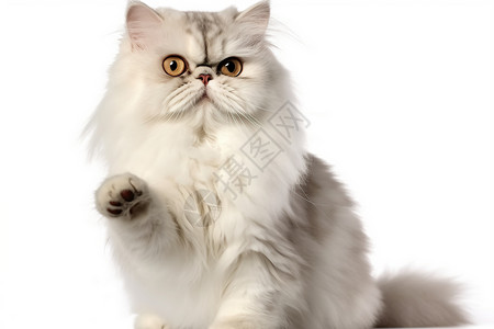 白底素材猫可爱的波斯猫背景