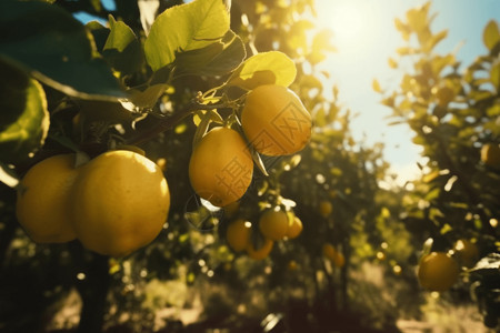 阳光下的柠檬果园图片