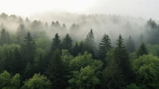 雾状云杉中的松树林图背景图片