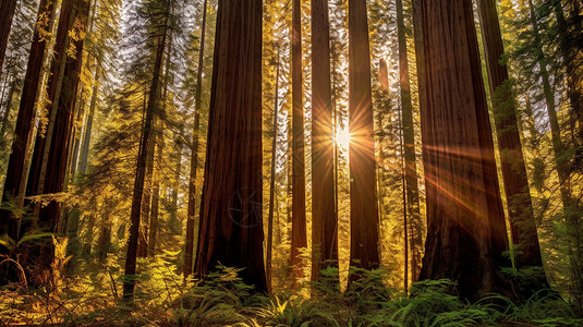 阳光穿过红杉树图图片
