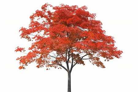 一棵红色的枫树背景图片