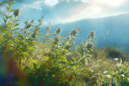 山脉下田野中生长的草药背景图片
