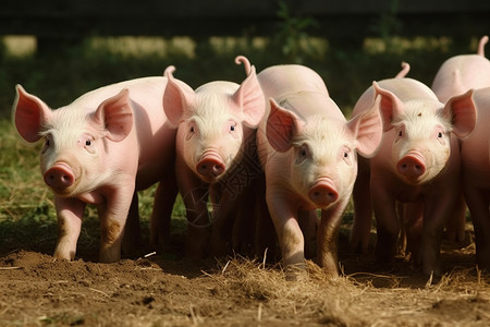 小猪在动物农场的夏天背景图片