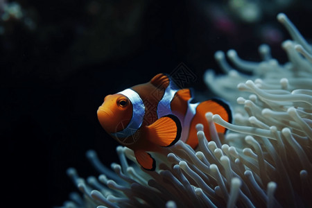 彩色小丑鱼海洋生物彩色鱼高清图片