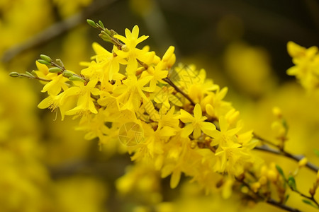 黄色树枝花朵连翘灌木的黄色花朵背景