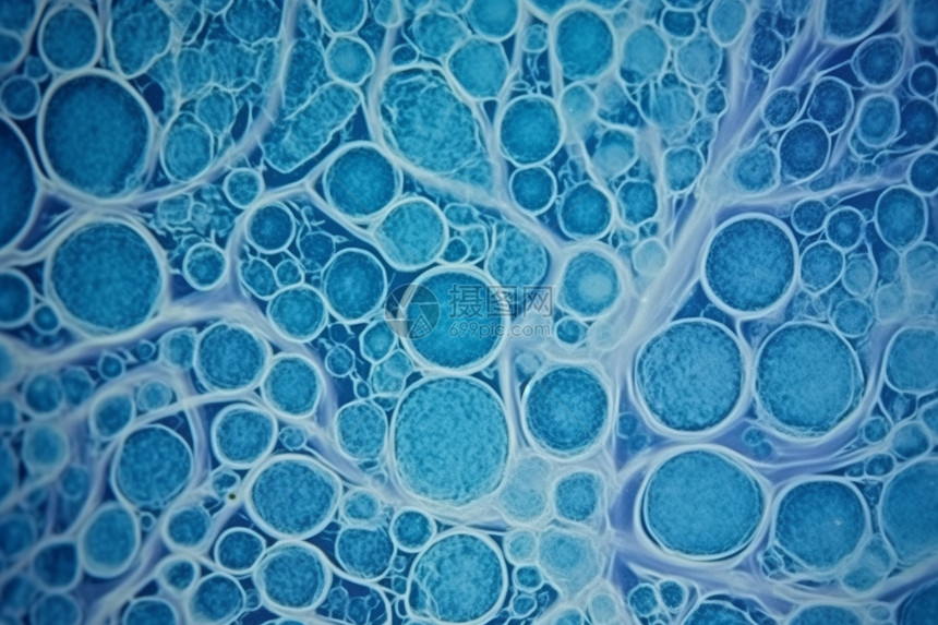 小扁豆植物的蓝色干细胞图片