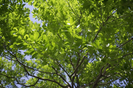 樟树的绿叶背景