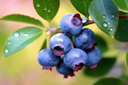 健康新鲜的蓝莓水果图片