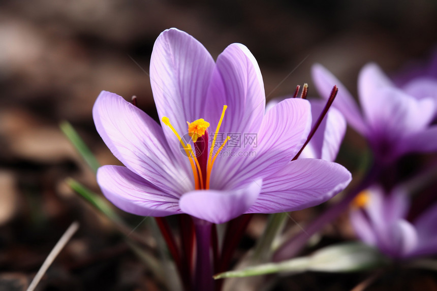 紫色花瓣的藏红花图片