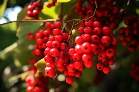 成熟的果子花园里的红色成熟五味子背景