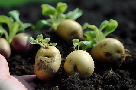 发芽马铃薯农业概念发芽土壤背景