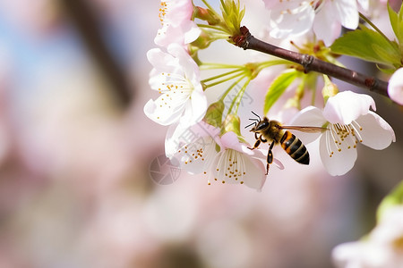 蜜蜂采蜜画面图片