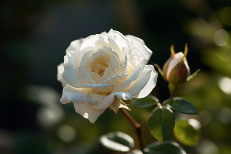 阳光下的白玫瑰背景图片