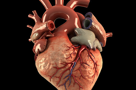 人体心脏解剖学背景图片