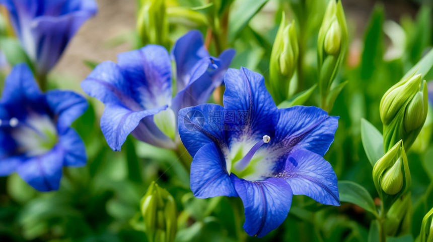 春天中盛开的蓝色花朵图片