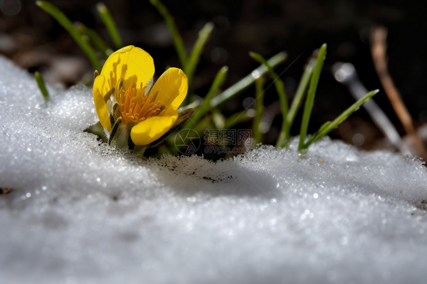 融雪中盛开的小黄花图片
