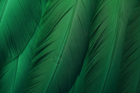 绿色羽毛纹理创意背景图片