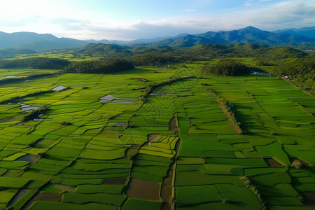 绿色稻田的航拍图背景图片