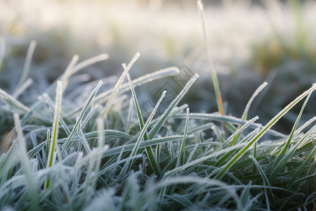 小寒节气元素霜降节气下的小草背景