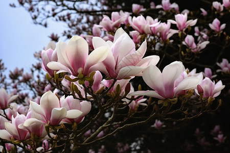 玉兰花落叶乔木高清图片