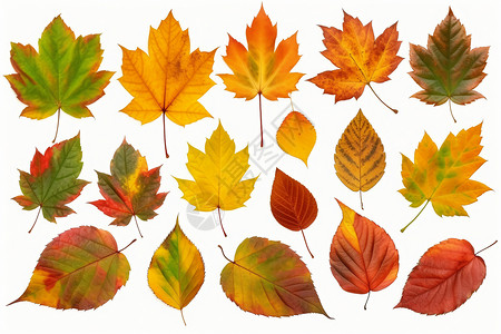 五颜六色的秋叶收集图片