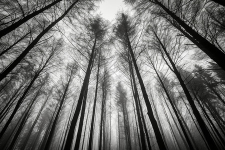 森林黑白图片背景图片