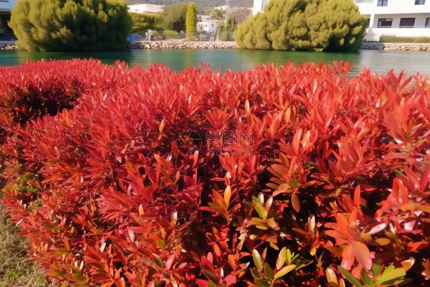 河边红色叶子的植物图片
