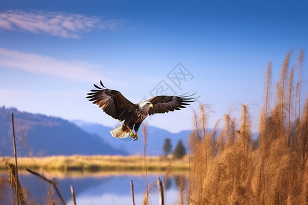 自然界动物鹰的自然栖息地背景