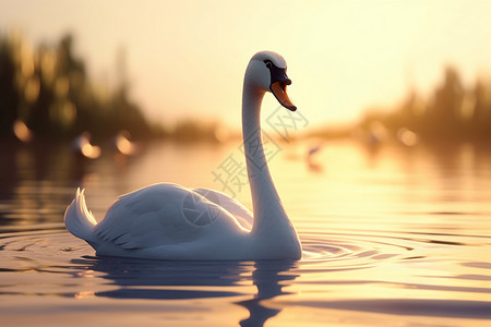 宁静的湖面一只优雅的天鹅设计图片