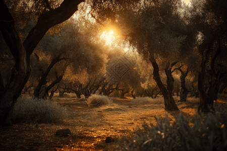 果脯橄榄温暖的橄榄树林设计图片