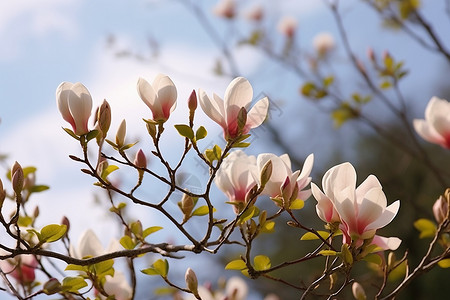 木兰花盛开木兰树高清图片