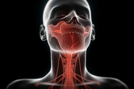 咽喉结构图片