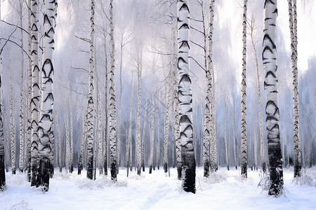 白雪复古的森林图片