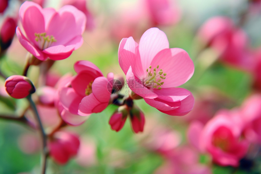 春天盛开的粉红色花朵图片