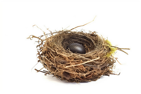 鸟类阿德勒小鸟巢中孵化的蛋设计图片