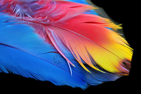 五颜六色的鸟羽毛细节图背景图片