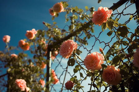 栅栏上的玫瑰花图片