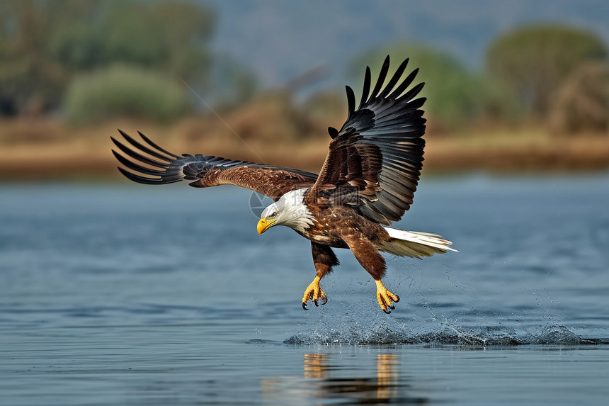 湖面上飞翔的白尾鹰图片