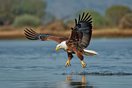 白鹰湖面上飞翔的白尾鹰背景