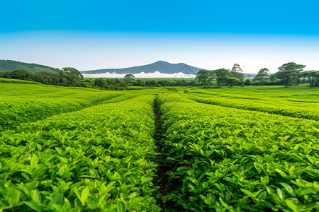广阔的茶叶种植园高清图片