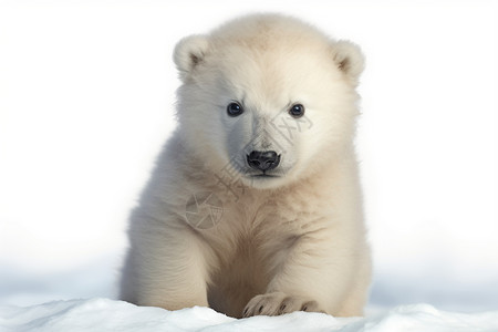 白色雪豹幼崽北极熊幼崽背景