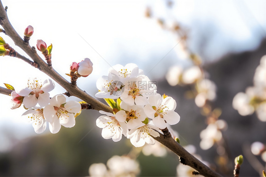 杏仁花在阳光下盛开图片