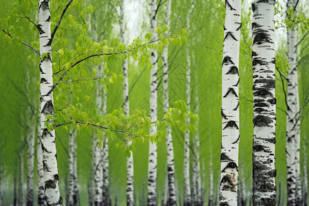 春天发芽的桦树背景图片