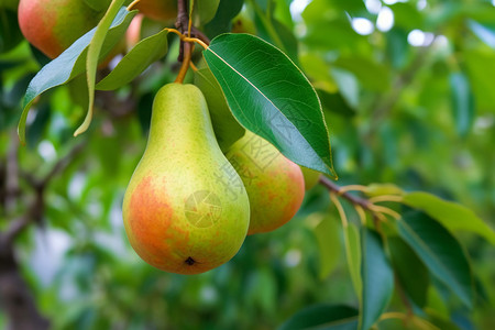 果树上鲜甜多汁的梨图片