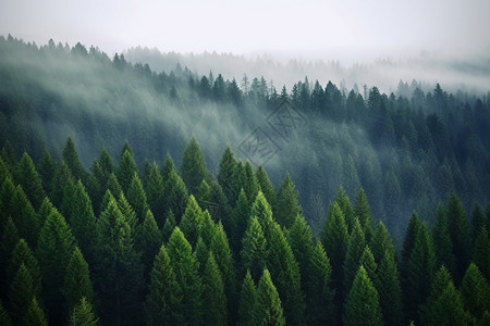 松树素材起迷雾的松树森林背景