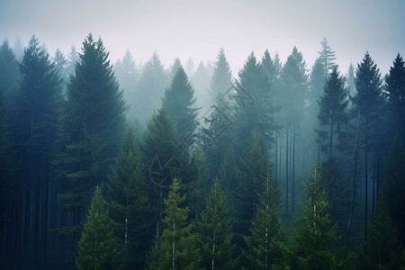 起雾的森林图片