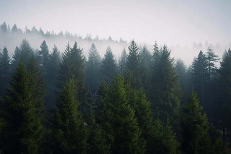 迷雾的森林图片