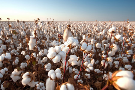 棉花种植产业图片
