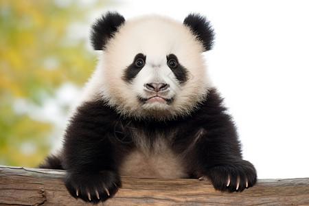 大熊猫幼崽图片