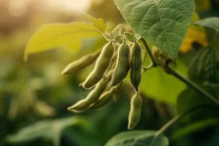 生长的作物大豆植物高清图片素材